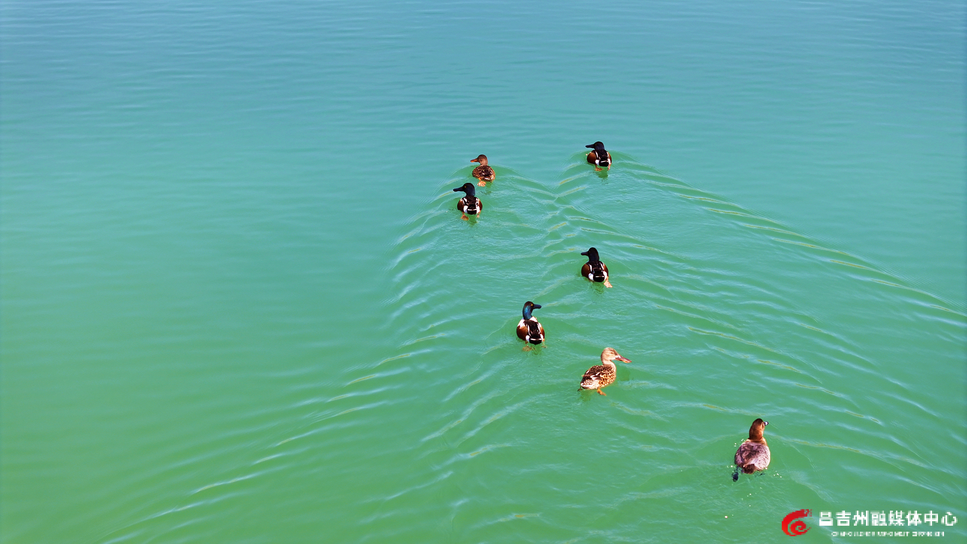 DJI_20260415124345_0792_D_副本.jpg