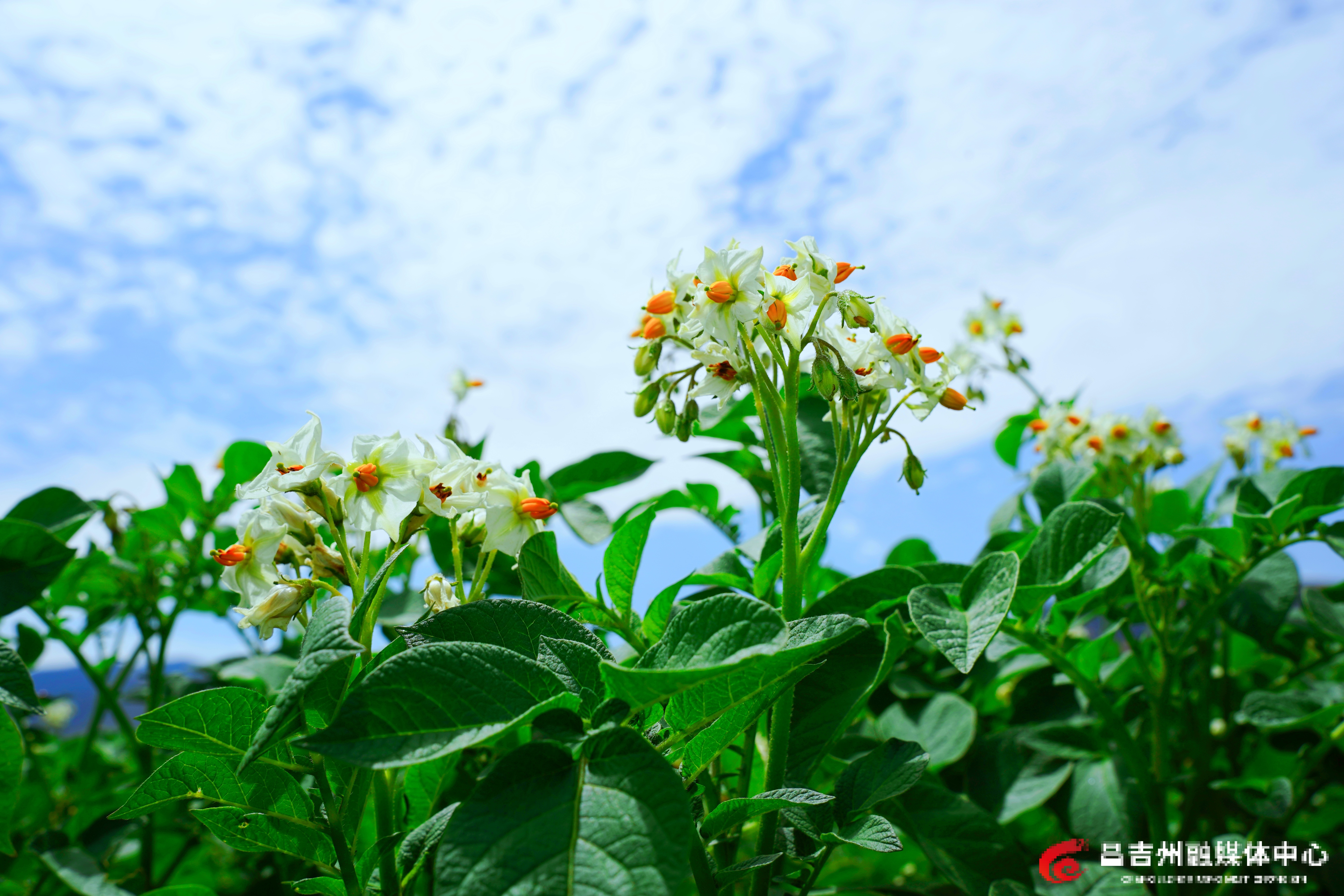 7月20日，吉木萨尔县三台镇潘家台子村，600余亩成片的马铃薯绿意盎然，长势喜人。吴欣昊 摄 (6).JPG