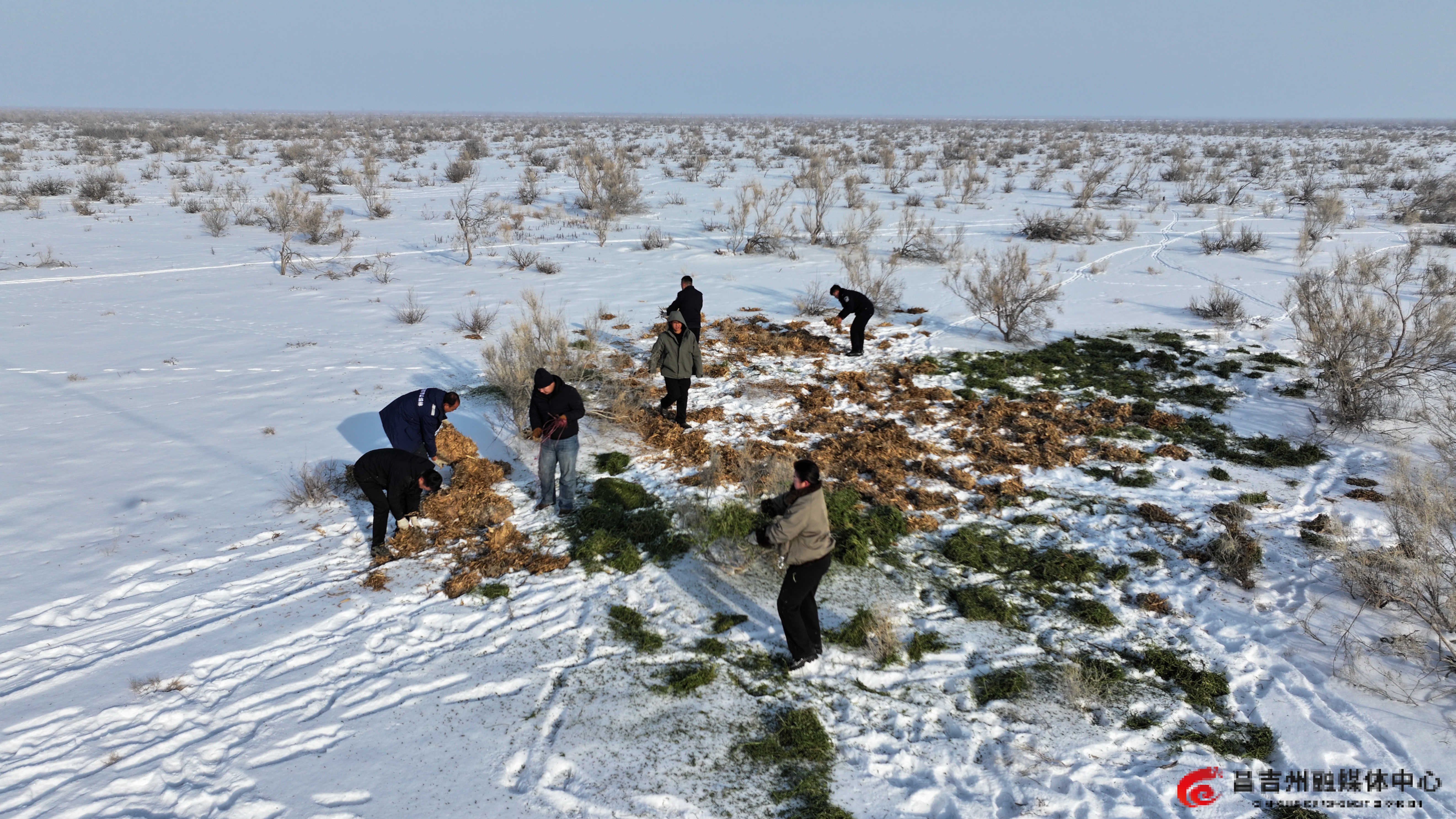 12月18日，昌吉市北部荒漠生态区昌吉市国家级公益林洪沟牧场中心管护站所辖的万亩原始梭梭林，工作人员正在投放饲草料。（刘华摄）_副本.jpg