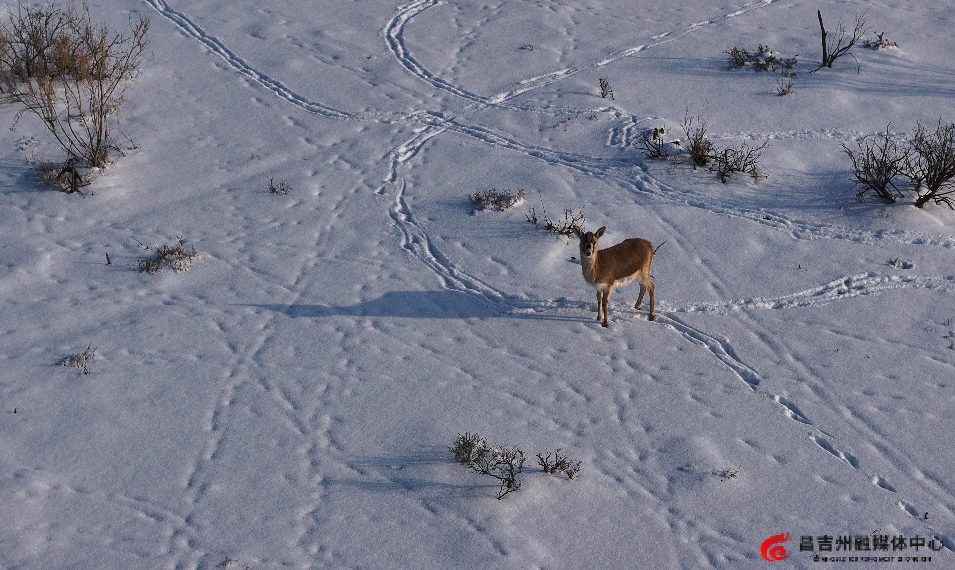 12月18日，昌吉市北部荒漠生态区昌吉市国家级公益林洪沟牧场中心管护站所辖的万亩原始梭梭林，鹅喉羚正在散步、觅食。（刘华摄）_副本.jpg