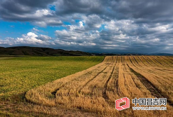 木垒县双湾村：麦浪翻云涨碧空