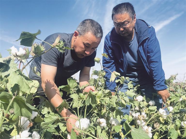 阜康市九运街镇全面启动棉花测产工作