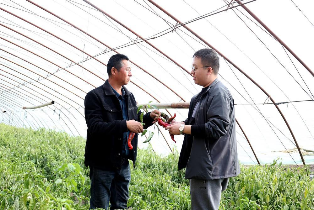 昌吉市二六工镇乡村振兴办工作人员察看辣椒长势