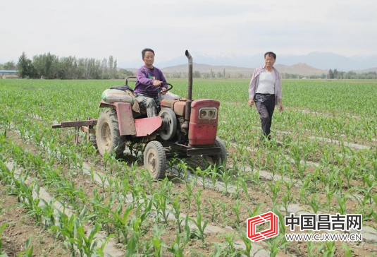 吉木萨尔县二工镇八户村村在玉米地进行中耕作业