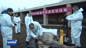 国家对阿山马鹿遗传资源进行现场核验