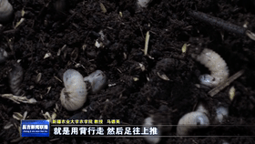 小昆虫破解残膜治理大难题