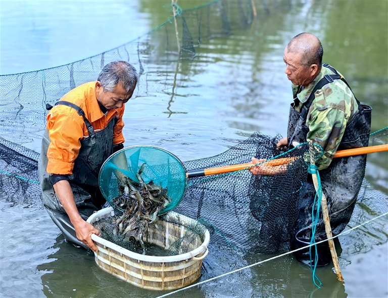 “淡水虾王”罗氏沼虾在昌吉试养成功