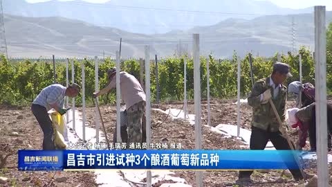 昌吉市引进试种3个酿酒葡萄新品种