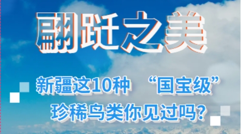 小石榴说科普丨翩跹之美·新疆这10种 “国宝级”珍稀鸟类你见过吗？