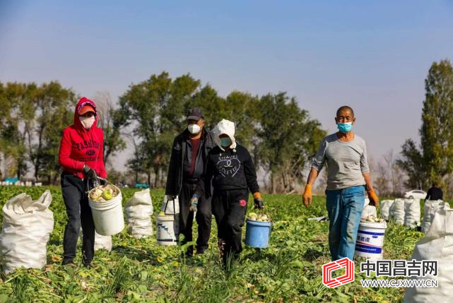 呼图壁县:复播蔬菜迎来丰收