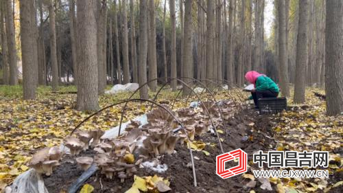 玛纳斯县塔西河乡红沙湾村村民种植的食用菌迎来了采收旺季