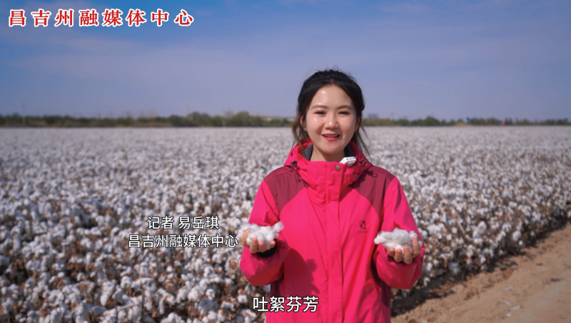 棉花绽放，丰收在望——昌吉棉花迎来收获季