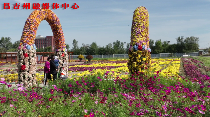 金秋时节，新疆农博园内菊花绽放