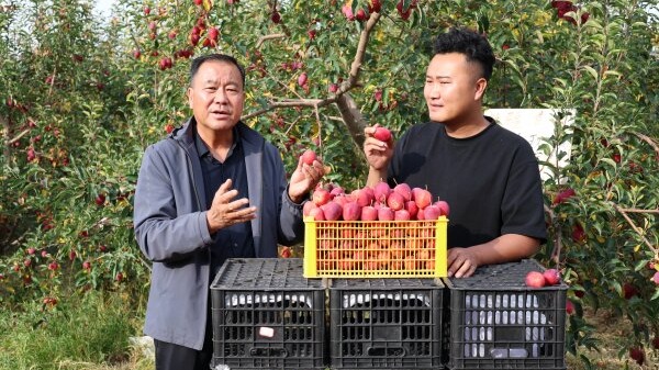 走基层 看民主 | 把家乡的“甜”送到全国！人大代表牵头“链”出香妃海棠致富路